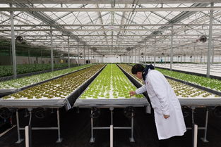 植物工厂 生物技术驱动下的中国农业新形态